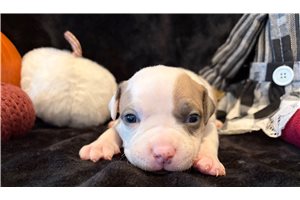 Harry - puppy for sale