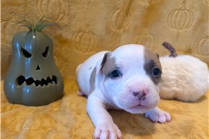 Harry - American Bully for sale