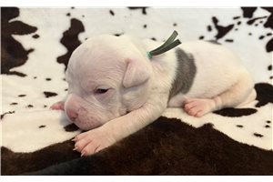 Harris - American Bully for sale