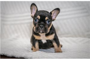 Alyssa - French Bulldog for sale