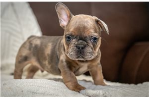 Beta - French Bulldog for sale