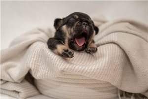 Antonio - French Bulldog for sale