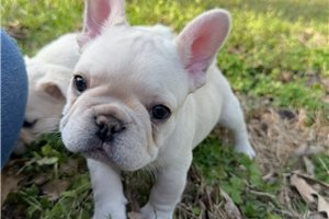 Benson - French Bulldog for sale