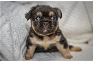 Antonio - French Bulldog for sale