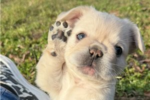 Bentley - French Bulldog for sale