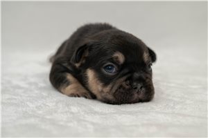 Amanda - French Bulldog for sale