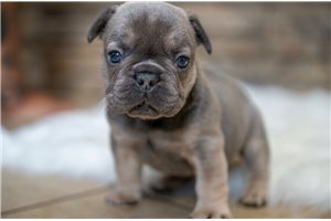 Bertie - French Bulldog for sale