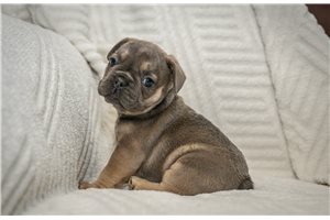 Bertie - French Bulldog for sale