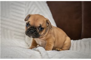Bingo - French Bulldog for sale