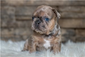 Beta - puppy for sale