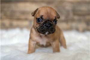 Bingo - French Bulldog for sale