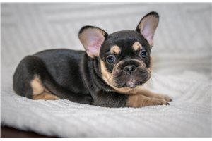 Amanda - French Bulldog for sale
