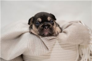 Alyssa - French Bulldog for sale