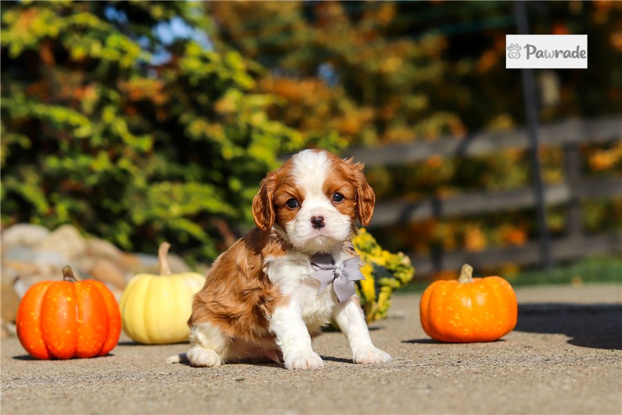Gordan - Cavalier King Charles Spaniel for sale