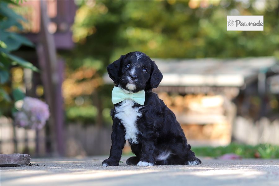 Henry, male Cavapoo puppy for sale