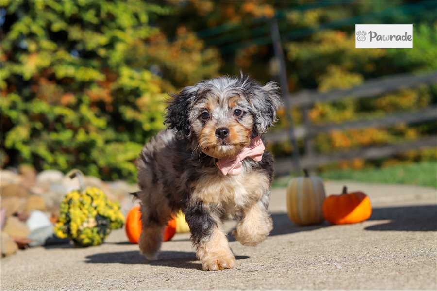 Ichabod - Cavapoo for sale