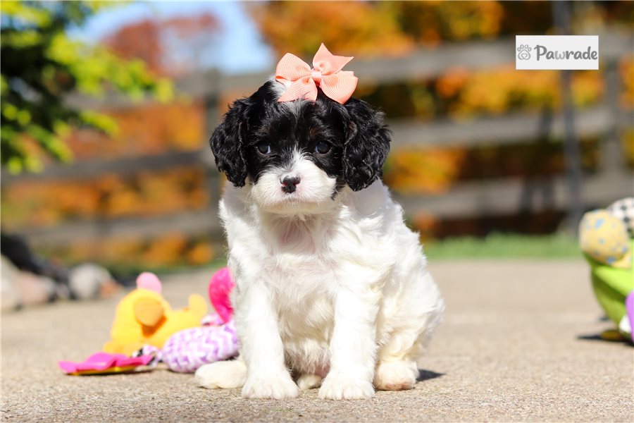 Johanna - Cavapoo for sale