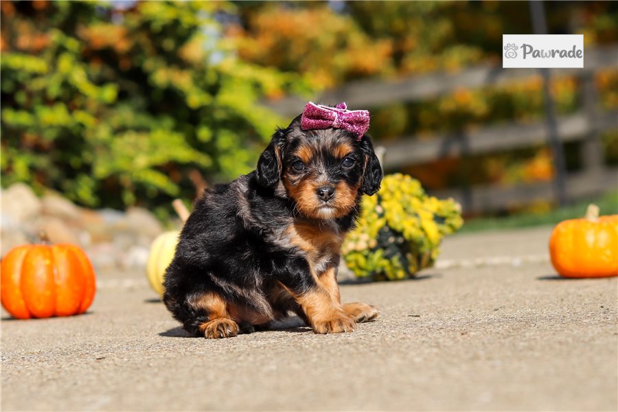 Hera - Cavapoo for sale