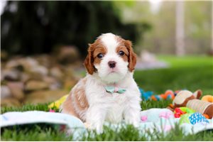 Shepherd - puppy for sale