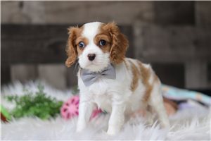 Ross - Cavalier King Charles Spaniel for sale