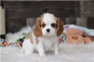 Patches - Cavalier King Charles Spaniel for sale