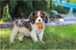 Izzy - Cavalier King Charles Spaniel for sale