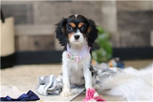 Rileigh - Cavalier King Charles Spaniel for sale