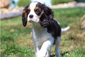 Riot - Cavalier King Charles Spaniel for sale