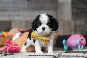 Paxton - puppy for sale
