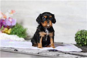 Aiden - puppy for sale