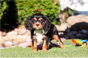 Ivan - Cavalier King Charles Spaniel for sale