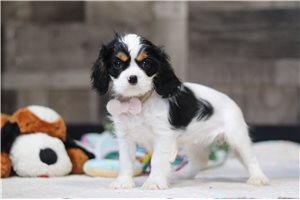 Peyton - Cavalier King Charles Spaniel for sale