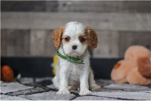 Petey - puppy for sale