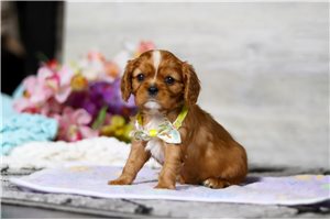 Axel - puppy for sale