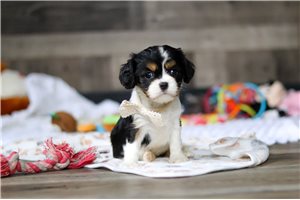 Abigail - Cavalier King Charles Spaniel for sale