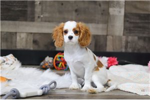 Petey - Cavalier King Charles Spaniel for sale
