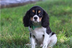 Milburn - puppy for sale