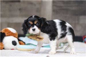 Rileigh - Cavalier King Charles Spaniel for sale