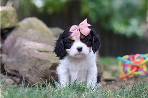 Jules - Cavalier King Charles Spaniel for sale