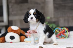Pheobe - Cavalier King Charles Spaniel for sale