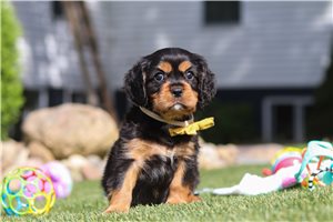 Kalen - Cavalier King Charles Spaniel for sale