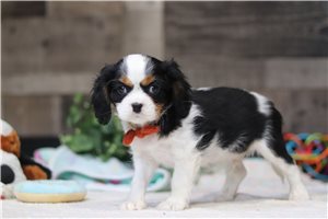 Phillip - Cavalier King Charles Spaniel for sale
