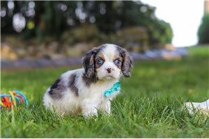 Iziah - Cavalier King Charles Spaniel for sale