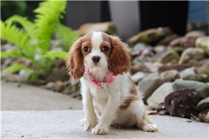 Shepherd - Cavalier King Charles Spaniel for sale