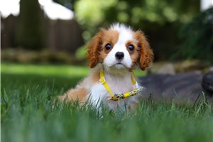 Sebastian - Cavalier King Charles Spaniel for sale