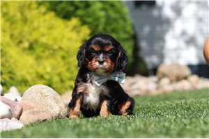 Ivan - puppy for sale