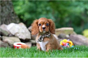 Sterling - Cavalier King Charles Spaniel for sale