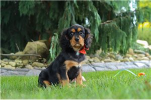Kalen - Cavalier King Charles Spaniel for sale