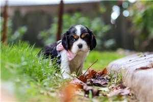 Dido - puppy for sale