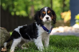 Jordi - Cavalier King Charles Spaniel for sale
